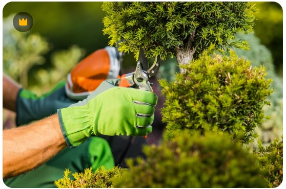 Jardinagem manutenção